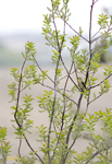 American Goldfinch 1652